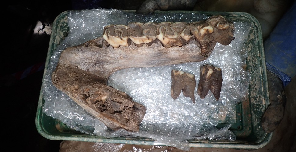Woolly rhinoceros mandible